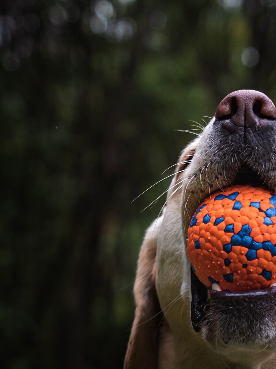 PET NOVA Piłka 6cm wysoka odporność na ugryzienia rozmiar S - obrazek 2