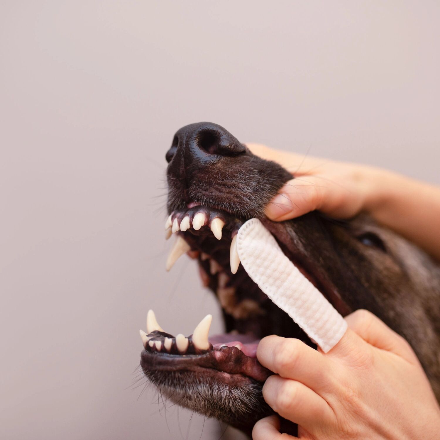 VET EXPERT CARYODENT FINGER WIPES - czyściki do zębów dla psa i kota 50 szt - obrazek 2